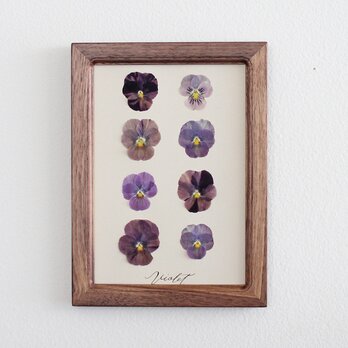 Pressed flower フレーム〜押し花アート〜A5 ビオラ walnutの画像
