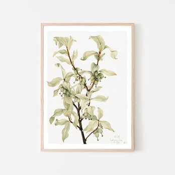 グミ / アートポスター イラスト ミニマル 植物 グリーン アートプリント 2L〜の画像