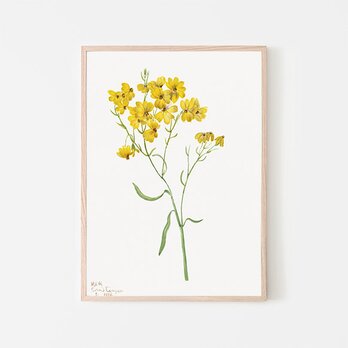 黄色の花 / アートポスター イラスト ミニマル フラワー イエロー アートプリント 2L〜の画像