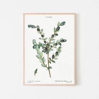 クリーピングウィロー / アートポスター イラスト ミニマル 植物 グリーン アートプリント 2L〜の画像