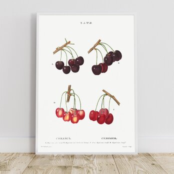 チェリー / アートポスター イラスト さくらんぼ 植物 果物 フルーツ 夏 グリーン レッド アートプリント 2L〜の画像