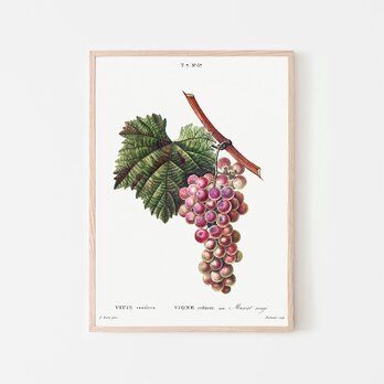 ブドウ / アートポスター イラスト ミニマル 植物 果物 フルーツ 夏 グリーン マスカットルージュ アートプリントの画像