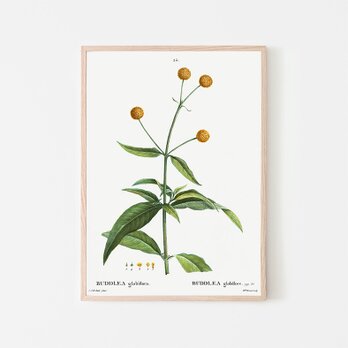 ブッドレア グロボーサ / アートポスター イラスト ポンポン 植物 花 フラワー 夏 黄色 2L〜の画像