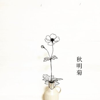秋明菊の画像