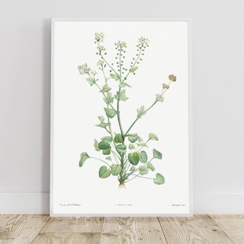 トモシリソウ / アートポスター イラスト ミニマル 植物 花 フラワー グリーン 2L〜の画像