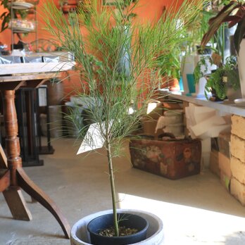 １点のみ！ちょっと大きな　ミモザ アカシア の木 フロリバンダ シルバーリーフの画像