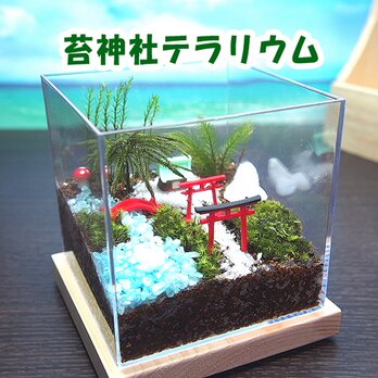 苔神社【苔テラリウム・手作りキット一式】キューブ型の画像