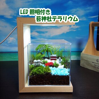 ひのきLED照明付きスタンド【苔テラリウム・手作りキット一式】苔寺キューブ型の画像