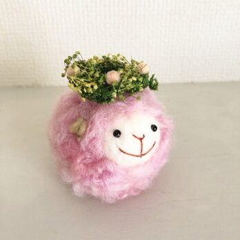 fluffy lambkin  flower  フラワーさくらラムキン　の画像