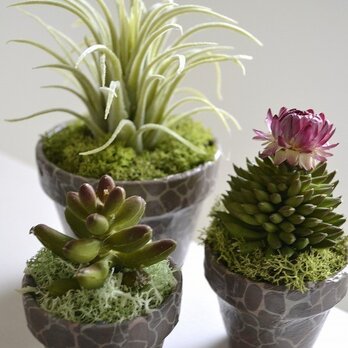 Design plants *3pots（アニマル）