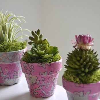 Design plants *3pots（ピンク）の画像