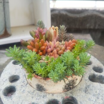 多肉植物 リメ缶の寄せ植え