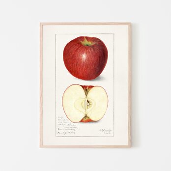 アップル / アートポスター イラスト ミニマル 果物 フルーツ レッド 赤 アートプリント 2L〜の画像