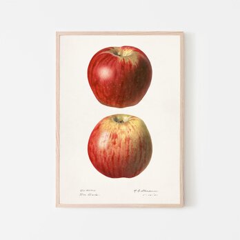 アップル / アートポスター イラスト ミニマル 果物 フルーツ レッド 赤 アートプリント リンゴ 林檎の画像