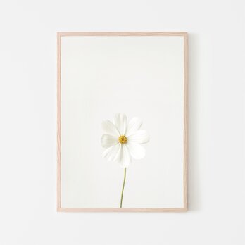 一輪の白い花 / アートポスター 白黒 モノクロ カラー 縦長 ミニマル ホワイトフラワーの画像