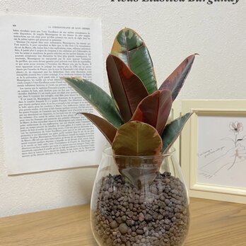 フィカス・ベリーズ　ハイドロカルチャー　観葉植物　インテリアに植物を！お手入れ簡単　初心者におすすめ　グリーンライフを！の画像