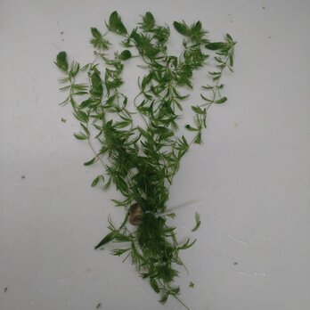 水草(マツモ)　10本の画像
