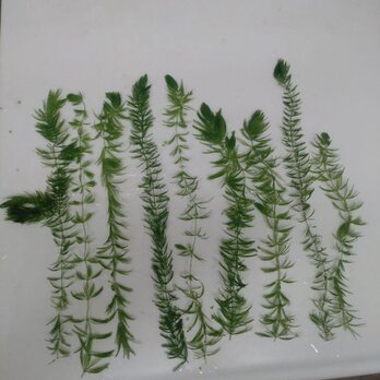 水草(マツモ)　9本