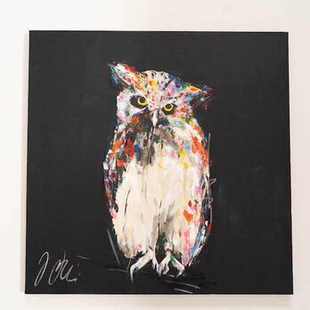 owl / フクロウの画像