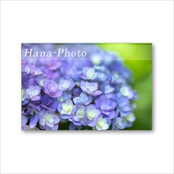 1585) 涼やかな紫とブルーのアジサイたち  　ポストカード5枚組の画像