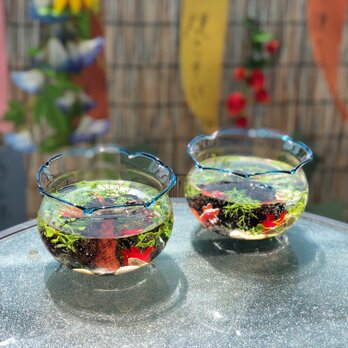 《6点限定販売》夏の涼しげアイテム金魚鉢 ハーバリウム 風  テラリウム 風  父の日 透明 マジカルウォーターの画像