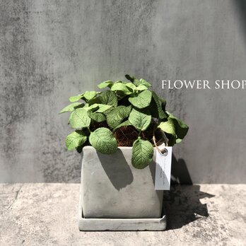 《ハーブ・シソ科》Mサイズ リアル過ぎる造花 セージ フェイクグリーン 新築祝い グリーンインテリア 観葉植物の画像