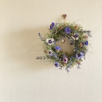 初夏の庭  ~アジュガと矢車菊の画像