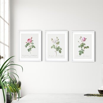 A4サイズ ３枚組【ピンクと白の３種類の薔薇 アンティーク ボタニカルフラワー】インテリア フラワーアートポスター Étape１の画像