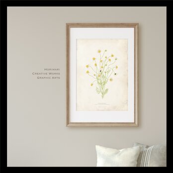 A4【カモミール植物標本】インテリア アートポスター　 アンティークペーパー背景の画像
