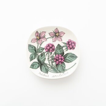 Botanica｜42｜チシマイチゴ / Rubus arcticusの画像