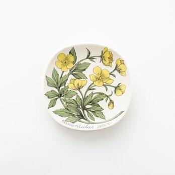 Botanica｜15｜ミヤマキンポウゲ / Ranunculus acerの画像