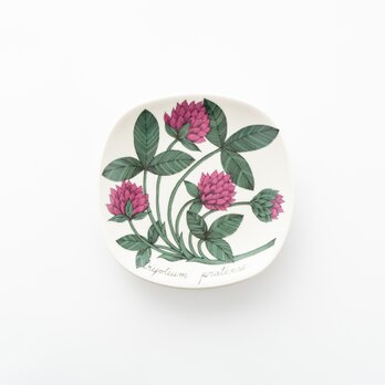 Botanica｜11｜ムラサキツメクサ / Trifolium pratenseの画像