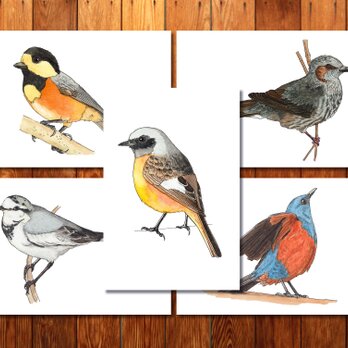 野鳥の水彩画　ポストカードB 5枚セットの画像