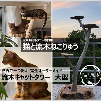 【猫と流木ねこりゅう】完全オーダーメイド　流木キャットタワー　大型タイプの画像