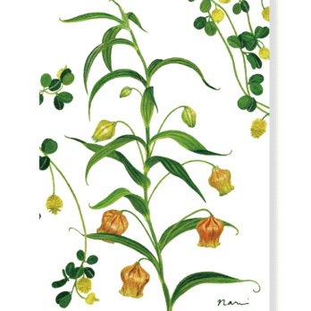 グリーティングカード　サンダーソニアと薬玉詰草の画像