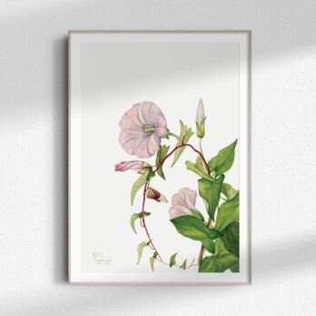 A4【淡いピンクの昼顔  アンティーク ボタニカルフラワー】インテリア フラワーアートポスター  Étape41の画像