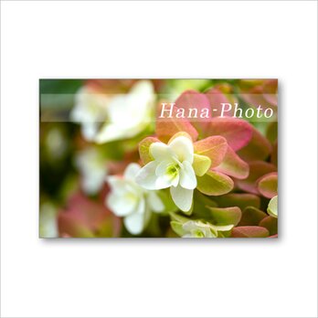 1596) 花色が美しく変わるカシワバアジサイ      ポストカード5枚組の画像