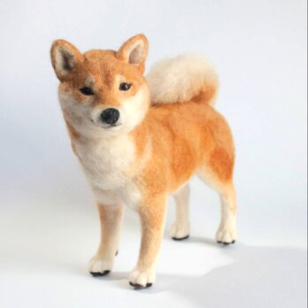 柴犬