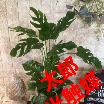 光触媒　人工観葉植物　ウォールグリーン　フェイクグリーン　pモンンステラの画像