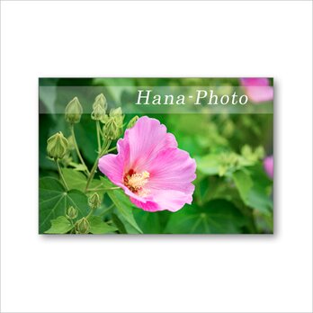 1602) 夏の花　フヨウ（ピンク、白）、ムクゲ、ハイビスカス　　ポストカード5枚組　 　　の画像