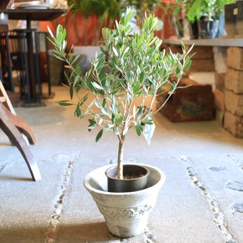 ＜SOUJU> 素敵な オリーブの木 ＜チプレッシーノ＞とうさぎさん　バラのアンティーク風鉢付の画像
