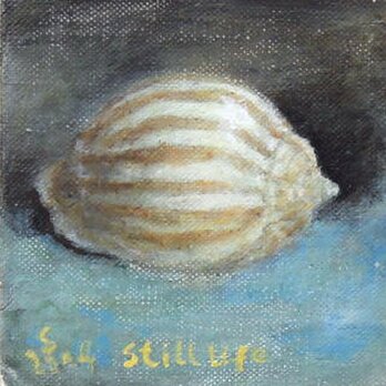 Shellfish(貝がら）の画像