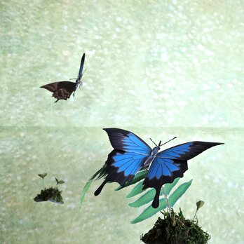 青い蝶とシダの葉の画像