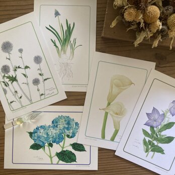 青い植物のポストカードの画像