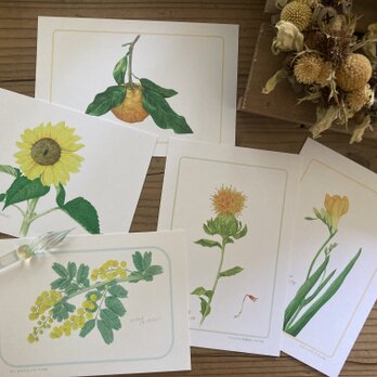 黄色い植物のポストカードの画像