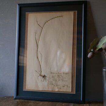 no.11　 植物標本　ボタニカルアート　フランスアンティークの画像