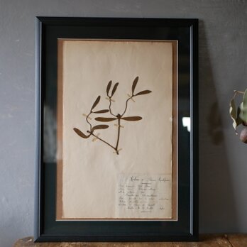 no.20　 植物標本　ボタニカルアート　フランスアンティークの画像