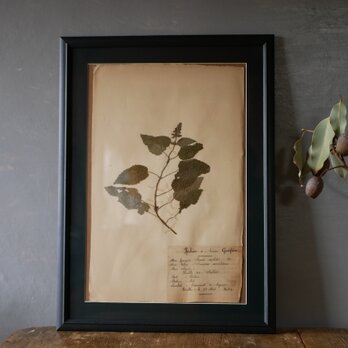 no.21　 植物標本　ボタニカルアート　フランスアンティークの画像
