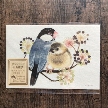 ポストカード『文鳥親子』桜文鳥と白文鳥２種類セットの画像