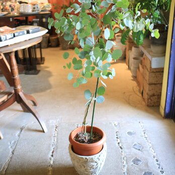 大きな♡ユーカリ ポポラスの木 ちょっとトピアリー　ハートの葉っぱ　アンティーク風鉢の画像
